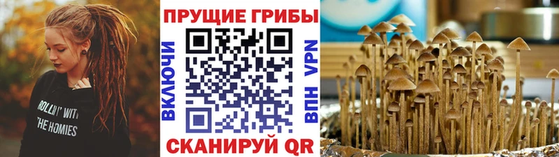 даркнет клад  наркошоп  Котлас  Галлюциногенные грибы Psilocybe 